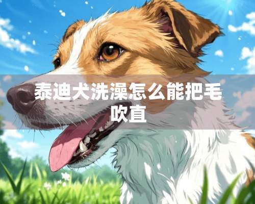 泰迪犬洗澡怎么能把毛吹直