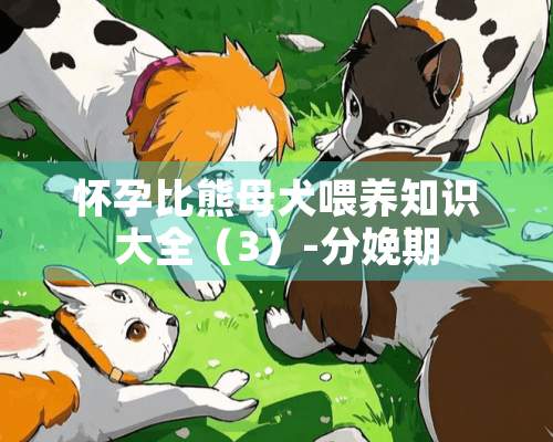 怀孕比熊母犬喂养知识大全（3）-分娩期