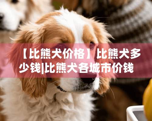 【比熊犬价格】比熊犬多少钱|比熊犬各城市价钱调查