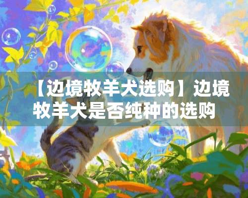 【边境牧羊犬选购】边境牧羊犬是否纯种的选购方法和注意事项