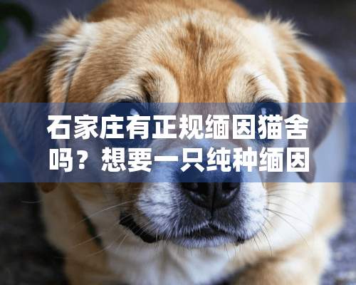 石家庄有正规缅因猫舍吗？想要一只纯种缅因猫