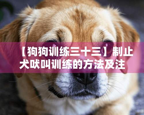 【狗狗训练三十三】制止犬吠叫训练的方法及注意事项