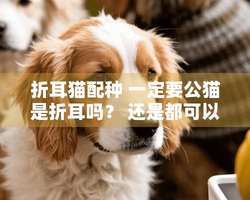 折耳猫配种 一定要公猫是折耳吗？ 还是都可以的.