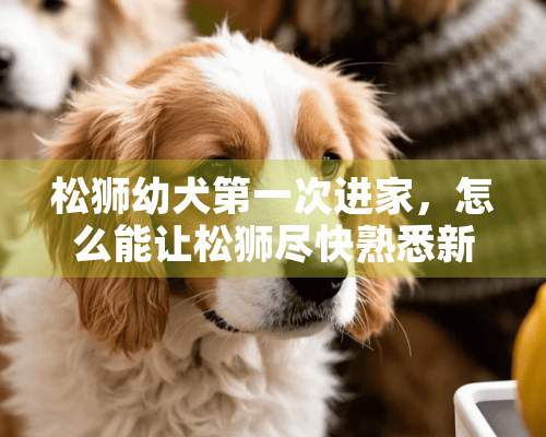 松狮幼犬第一次进家，怎么能让松狮尽快熟悉新环境