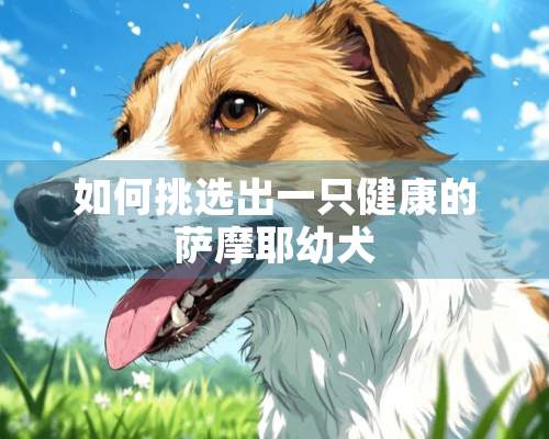 如何挑选出一只健康的萨摩耶幼犬