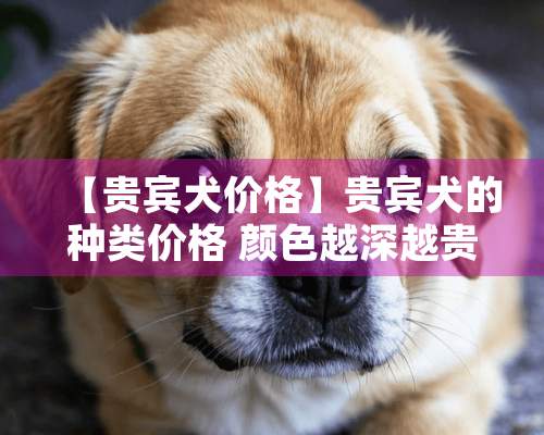 【贵宾犬价格】贵宾犬的种类价格 颜色越深越贵