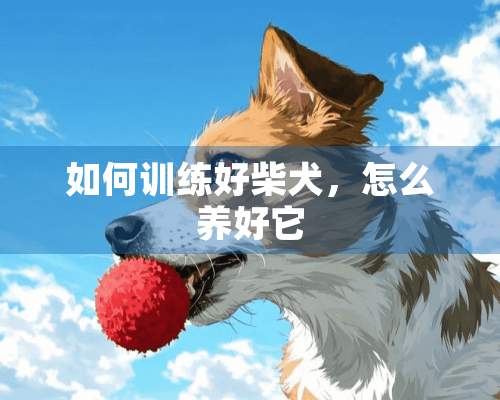 如何训练好柴犬，怎么养好它