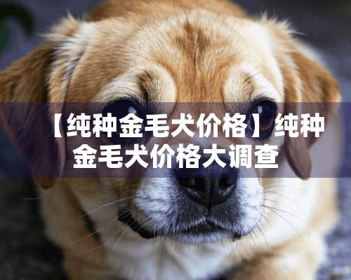 【纯种金毛犬价格】纯种金毛犬价格大调查