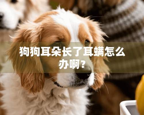 狗狗耳朵长了耳螨怎么办啊？