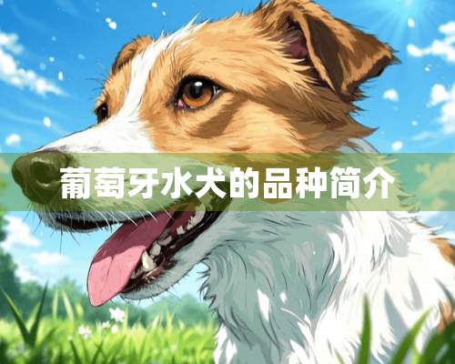 葡萄牙水犬的品种简介