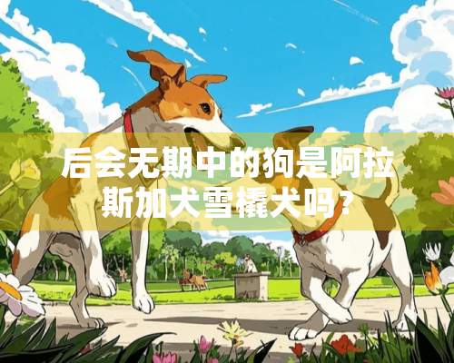 后会无期中的狗是阿拉斯加犬雪橇犬吗？