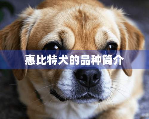 惠比特犬的品种简介