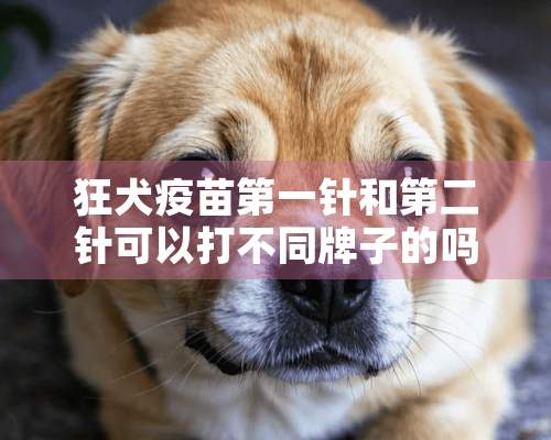 狂犬疫苗第一针和第二针可以打不同牌子的吗