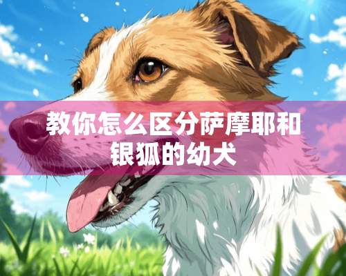 教你怎么区分萨摩耶和银狐的幼犬