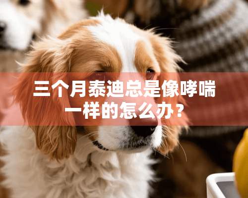 三个月泰迪总是像哮喘一样的怎么办？