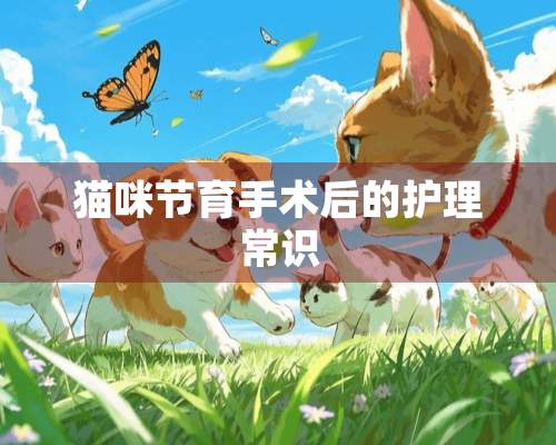 猫咪节育手术后的护理常识