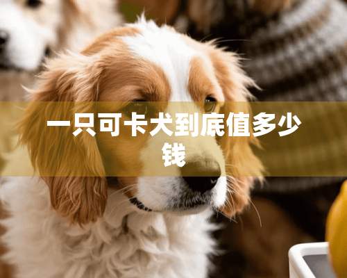 一只可卡犬到底值多少钱