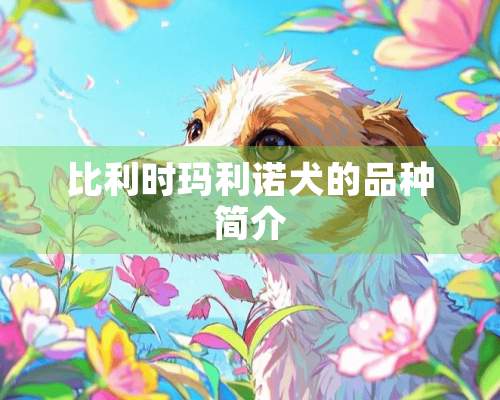 比利时玛利诺犬的品种简介