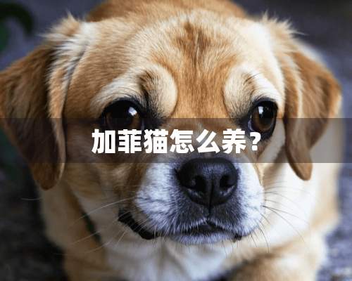 加菲猫怎么养？