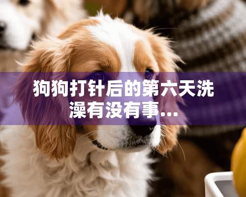 狗狗打针后的第六天洗澡有没有事…