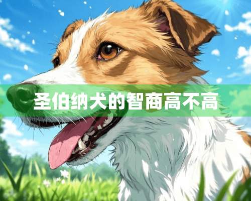 圣伯纳犬的智商高不高