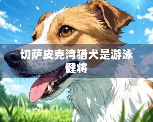 切萨皮克湾猎犬是游泳健将