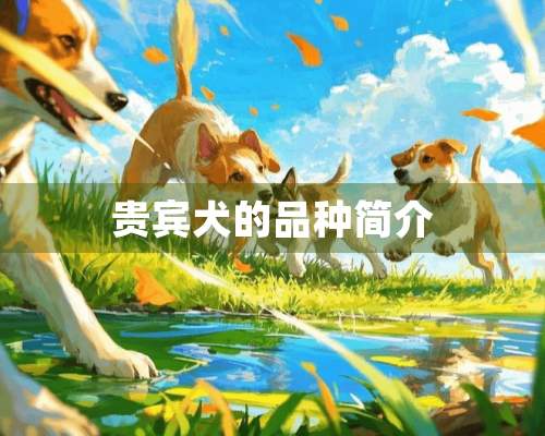 贵宾犬的品种简介