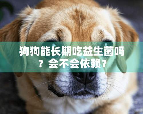 狗狗能长期吃益生菌吗？会不会依赖？