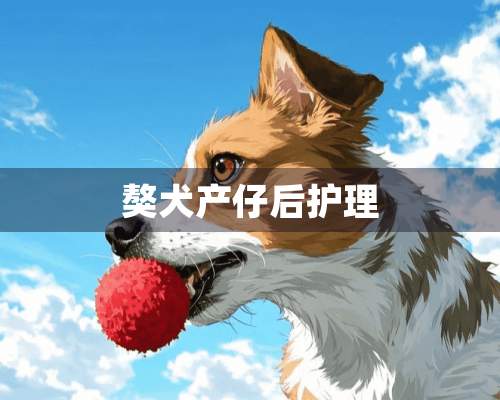 獒犬产仔后护理