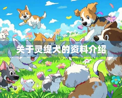 关于灵缇犬的资料介绍