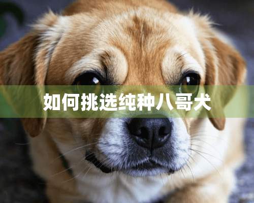 如何挑选纯种八哥犬