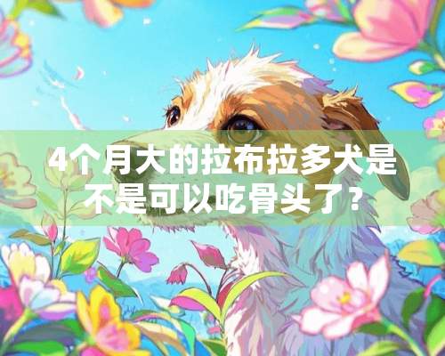 4个月大的拉布拉多犬是不是可以吃骨头了？