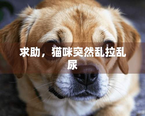 求助，猫咪突然乱拉乱尿