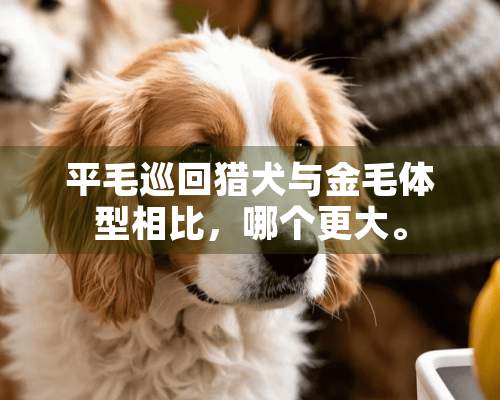 平毛巡回猎犬与金毛体型相比，哪个更大。