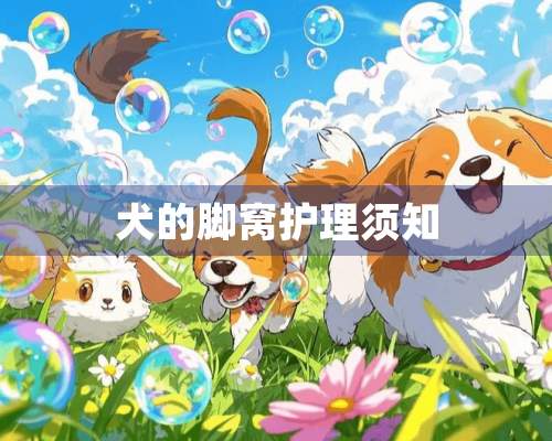 犬的脚窝护理须知