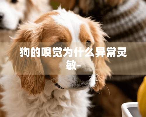 狗的嗅觉为什么异常灵敏-